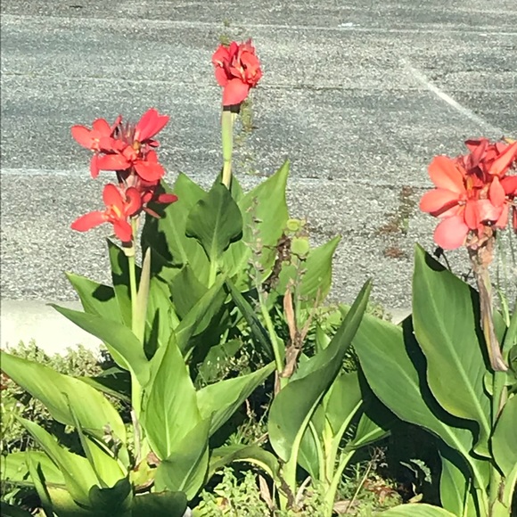 Meet your Posher, Joyce - Picture 1 of 1